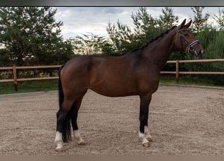 KWPN, Mare, 8 years, 17,1 hh, Smoky-Black