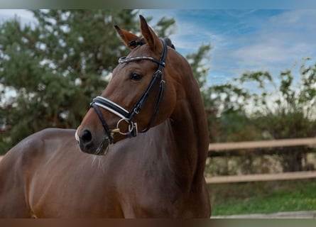 KWPN, Mare, 8 years, 17,1 hh, Smoky-Black