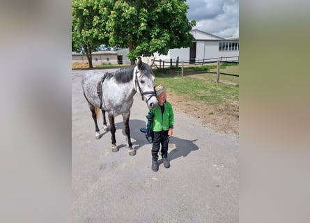 KWPN Mix, Mare, 9 years, 13.3 hh, Grey-Dapple