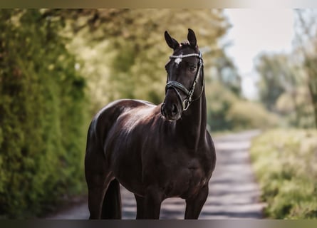 KWPN, Mare, 9 years, 15.3 hh, Black
