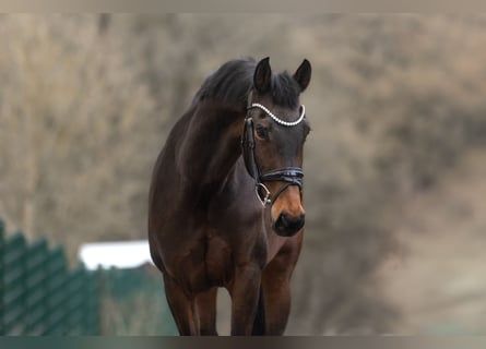 KWPN, Mare, 9 years, 16.1 hh, Bay-Dark