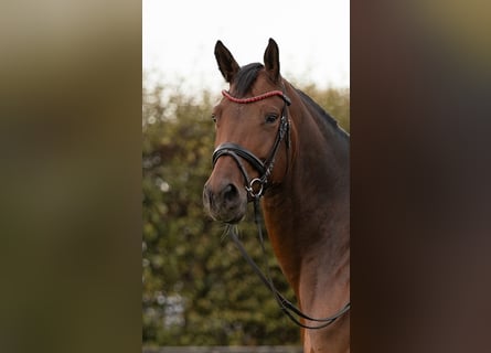 KWPN, Mare, 9 years, 16.1 hh, Bay