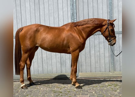 KWPN, Mare, 9 years, 16.1 hh, Chestnut-Red