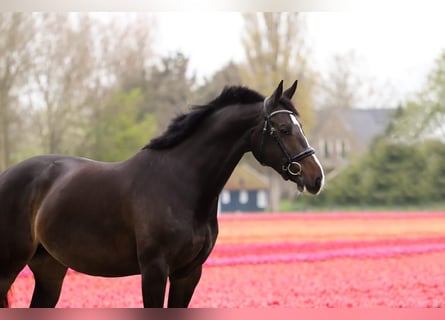 KWPN, Mare, 9 years, 16,1 hh, Smoky-Black