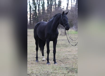 KWPN, Mare, 9 years, 16,2 hh, Bay-Dark