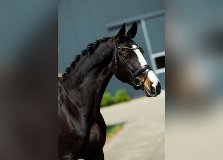 KWPN, Mare, 9 years, 16.2 hh, Bay-Dark
