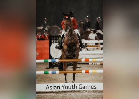 KWPN, Mare, 9 years, 16.2 hh, Bay-Dark