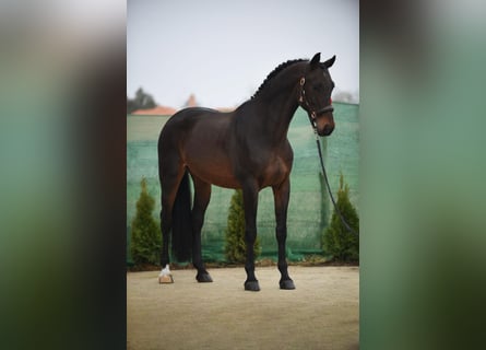 KWPN, Mare, 9 years, 16,2 hh, Bay