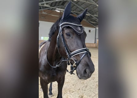 KWPN, Mare, 9 years, 16.2 hh, Black