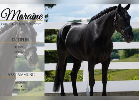 KWPN, Mare, 9 years, 16.2 hh, Black