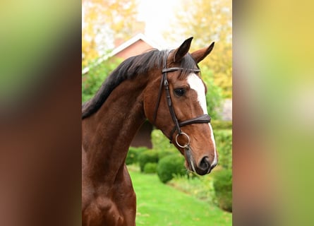 KWPN, Mare, 9 years, 16,2 hh, Brown