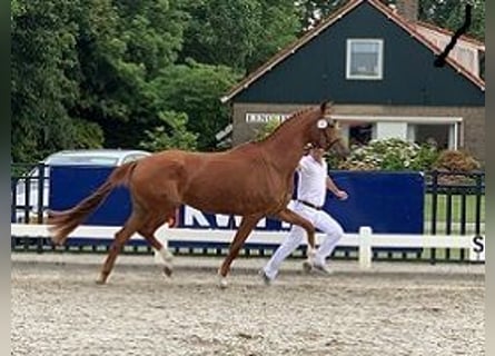 KWPN, Mare, 9 years, 16,2 hh, Chestnut-Red