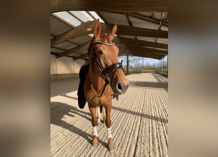 KWPN, Mare, 9 years, 16,2 hh, Chestnut-Red