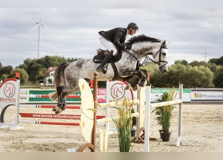 KWPN, Mare, 9 years, 16.2 hh, Gray