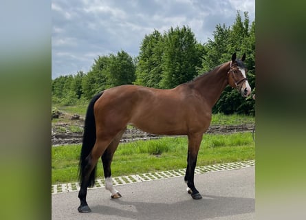 KWPN, Mare, 9 years, 16,3 hh, Bay-Dark