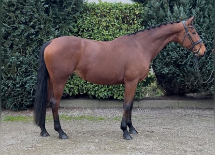 KWPN, Mare, 9 years, 16,3 hh, Brown