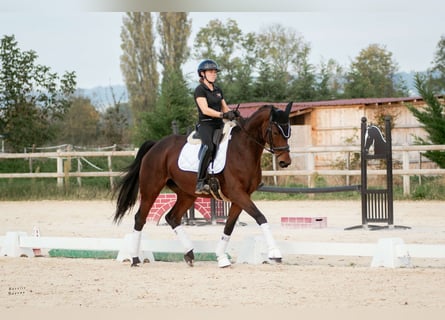 KWPN, Mare, 9 years, 16,3 hh, Brown