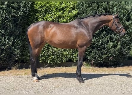 KWPN, Mare, 9 years, 16.3 hh, Brown