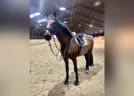 KWPN, Mare, 9 years, 16,3 hh, Brown