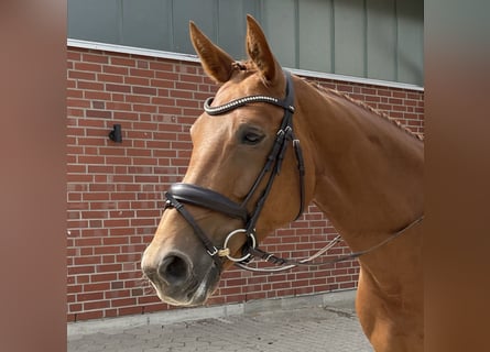 KWPN, Mare, 9 years, 16,3 hh, Chestnut-Red