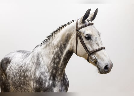 KWPN, Mare, 9 years, 16,3 hh, Gray