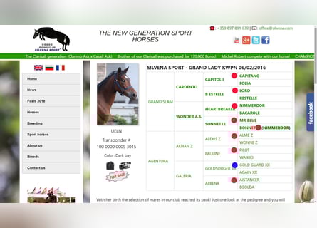 KWPN, Mare, 9 years, 16 hh, Bay