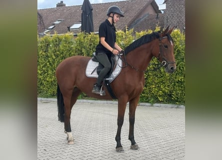 KWPN, Mare, 9 years, 16 hh, Brown