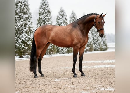 KWPN, Mare, 9 years, 16 hh, Brown