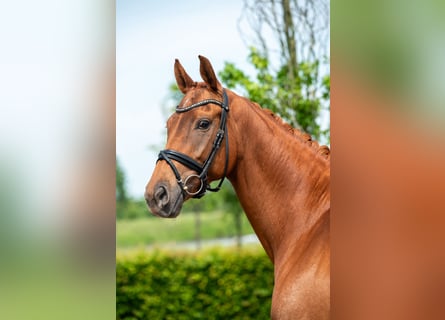 KWPN, Mare, 9 years, 16 hh, Chestnut-Red