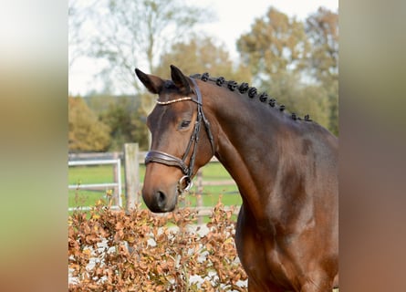 KWPN, Mare, 9 years, 16,1 hh, Bay-Dark