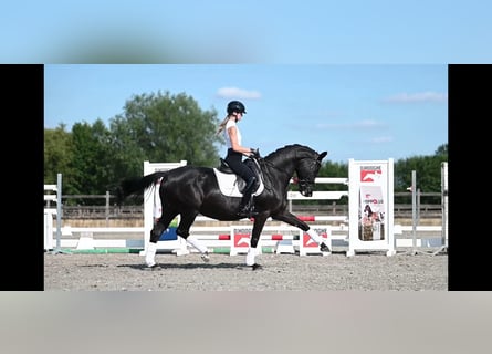 KWPN, Mare, 9 years, 16,1 hh, Black