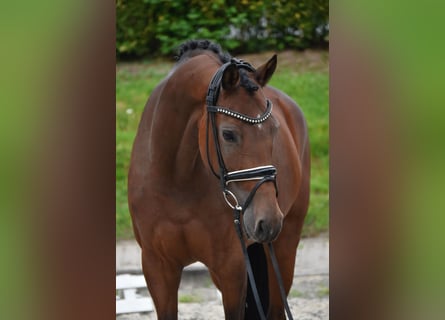 KWPN, Mare, 9 years, 16,1 hh, Brown