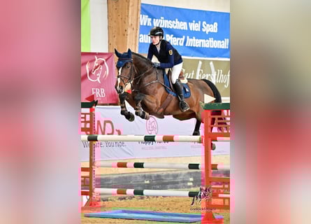 KWPN, Mare, 9 years, 16,1 hh, Brown