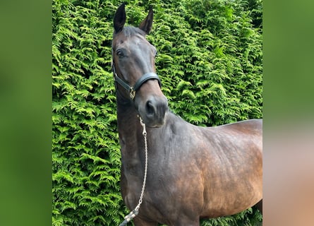 KWPN, Mare, 9 years, 16,2 hh, Bay-Dark