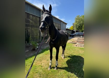 KWPN, Mare, 9 years, 16,2 hh, Black