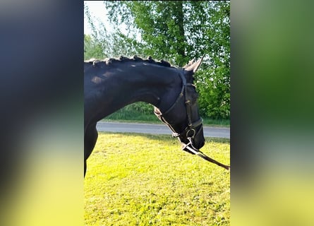 KWPN, Mare, 9 years, 16,2 hh, Black