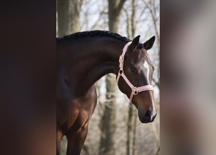 KWPN, Mare, 9 years, 16,3 hh, Bay-Dark