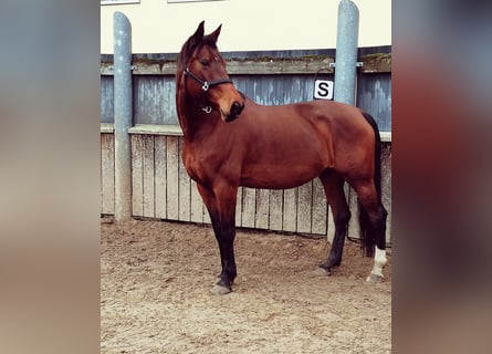 KWPN, Mare, 9 years, 17 hh, Brown