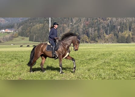 KWPN, Mare, 9 years, 17 hh, Brown