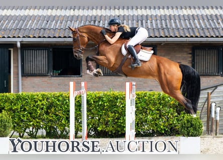 KWPN, Mare, 9 years, 17 hh, Brown