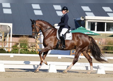 KWPN, Mare, 9 years, 17 hh, Chestnut