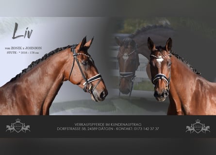 KWPN, Mare, 9 years, 17,1 hh, Brown