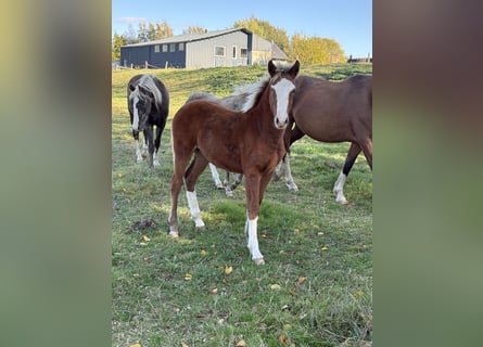 KWPN Mix, Mare, Foal (04/2026), 15.2 hh