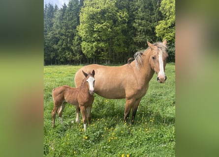 KWPN Mix, Mare, Foal (04/2026), 15.2 hh