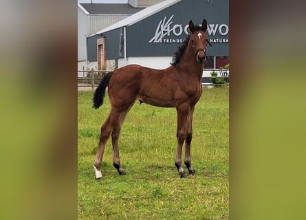 KWPN, Mare, Foal (05/2026), 16.2 hh, Brown