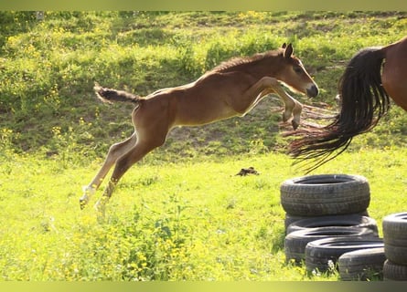 KWPN, Mare, Foal (04/2024), 16 hh, Brown