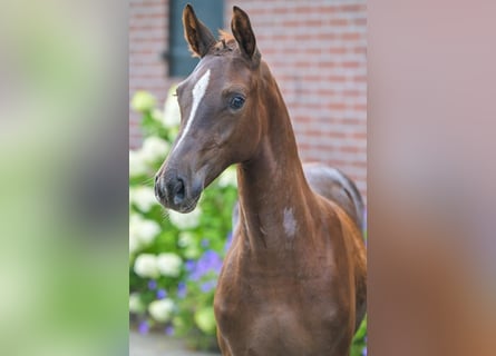KWPN, Mare, Foal (04/2025), 16,1 hh, Chestnut