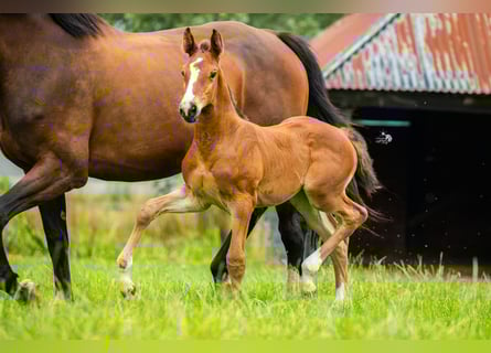 KWPN, Mare, Foal (06/2025), 16,2 hh, Brown