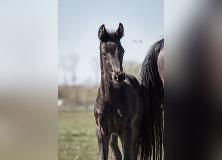 KWPN, Mare, , 16,2 hh, Smoky-Black