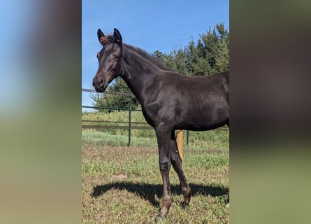 KWPN, Mare, Foal (05/2025), 16,2 hh, Smoky-Black